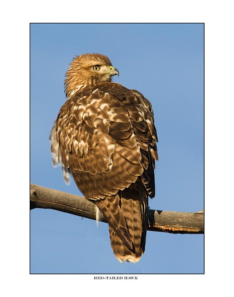 2558 red-tailed hawk a11x14.jpg